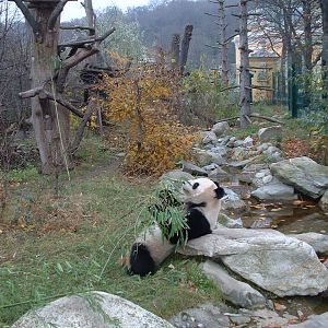 Giant Panda Enclosure - Vienna 2006