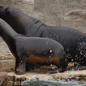 South American Sealion - Vienna 2006
