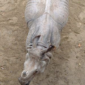 Indian Rhino - Vienna 2006