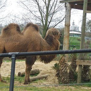 Bactrian Camel