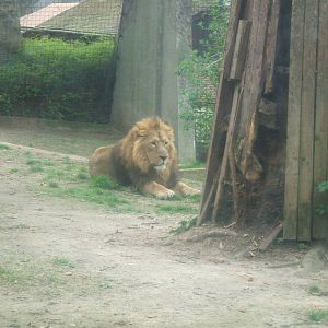 Asiatic Lion at London Zoo