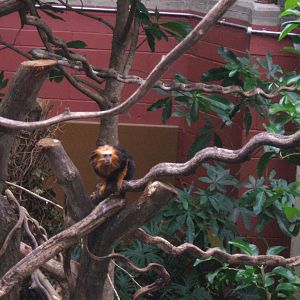 Golden-Headed Lion Tamarin