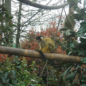 Squirrel Monkey at London Zoo