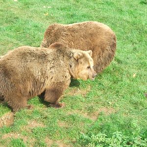 European Brown Bears at Whipsnade