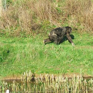 Chimpanzee at Whipsnade
