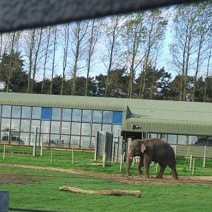 Elephant at Whipsnade