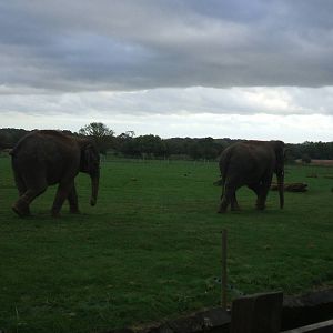 Asian Elephants at Whipsnade