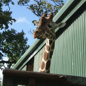 Giraffe at Whipsnade