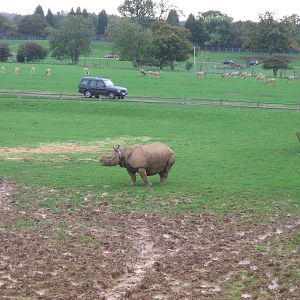 Indian Rhino at Whipsnade
