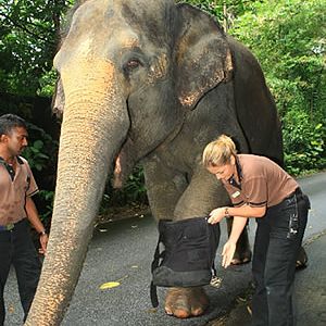 Ele Boots, Night Safari
