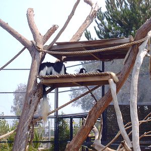 Black and White Colobus Monkeys