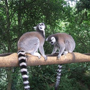 Ring-Tail Lemurs at Chester Zoo