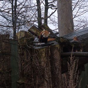 Red Panda at Chester Zoo