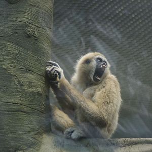 Lar Gibbon at Chester