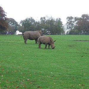 White Rhinos at Whipsnade