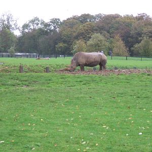 White Rhinos at Whipsnade