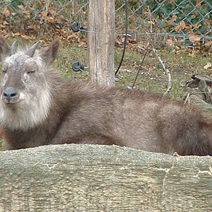 Japanese Serow - Vienna 2006