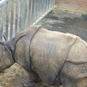 Indian Rhino at Whipsnade