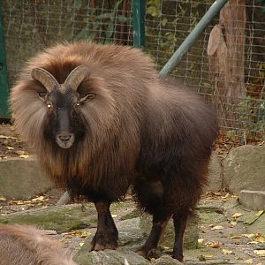 Himalyan Tahr - Vienna 2006