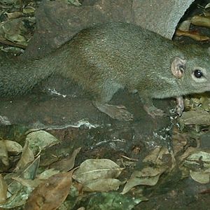 Mountain Shrew - Rainforest House, Vienna 2006