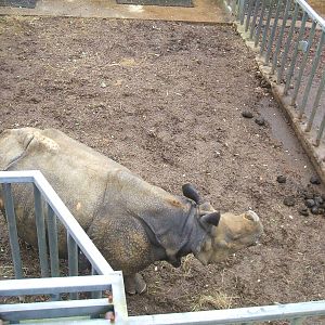 Indian Rhino at Whipsnade