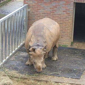 Indian Rhino at Whipsnade