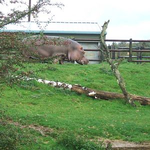 Hippo at Whipsnade