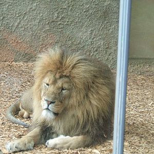 African Lion at Whipsnade