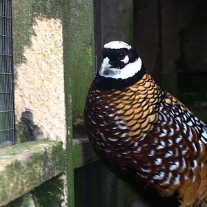 Reeve's pheasant