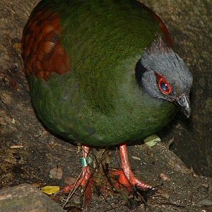 Crested Wood Partridge - Rainforest House, Vienna 2006