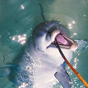 Bottlenose Dolphin - Shark Bay 1987