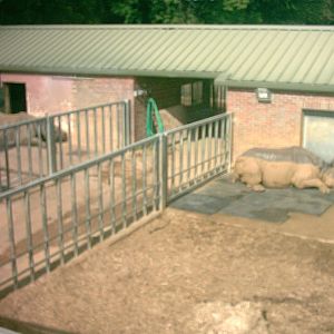 Indian Rhino(pregnant)at Whipsnade September 2007