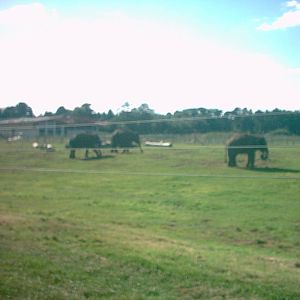 Asian elephants Woburn (bull on right) 2007