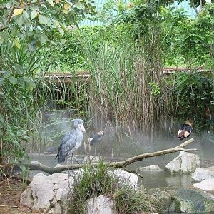 African Wetlands, Jurong BirdPark