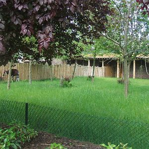 Secret World of the Okapi