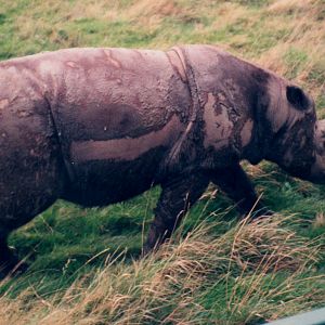 Sumatran Rhino - Port Lympne 1995