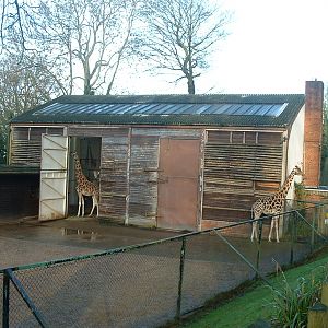 Giraffe House - Dudley 2006