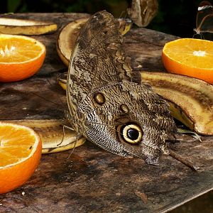 owl butterfly