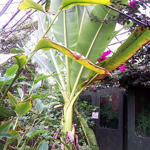 Butterfly pavilon at Mole hall