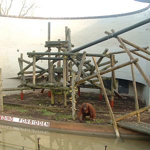 Bornean Orang Enclosures - Dudley 2006