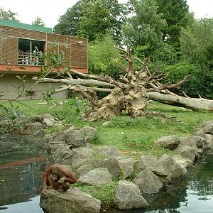 Orang House & Enclosure - Dublin 2007