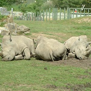 Southern White Rhinoceros - Dublin 2007