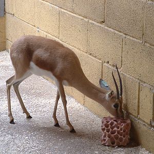 Dorcas Gazelle - Aridlands, Marwell 2007,