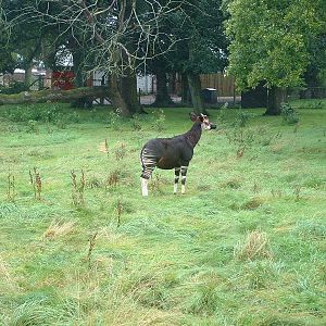 Okapi Paddock - Marwell 2007