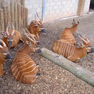 Bongo - Marwell 2007