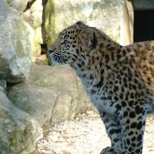 Young Amur Leopard - Marwell 2006