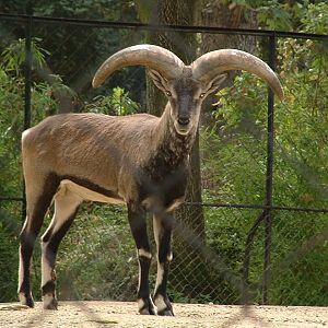 Bharal - Paris JP 2005