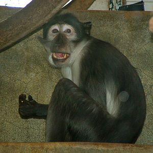 White Crowned Mangabey - Paris JP 2005