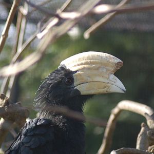 Male Black hornbill