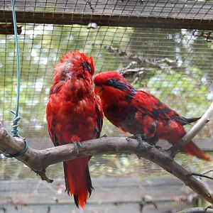 A pair of Blue streaked lories